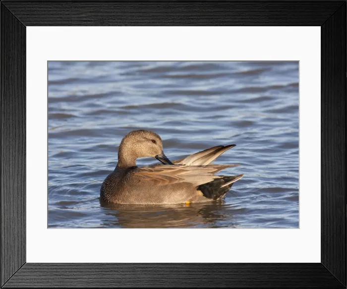 Framed Print : Gadwall - adult male preening on the water. England, UK Framed Print : Gadwall - adult male preening on the water. England, UK