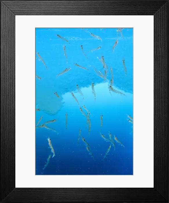 Framed Print : Antarctic Krill JPF34594 Framed Print : Antarctic Krill JPF34594