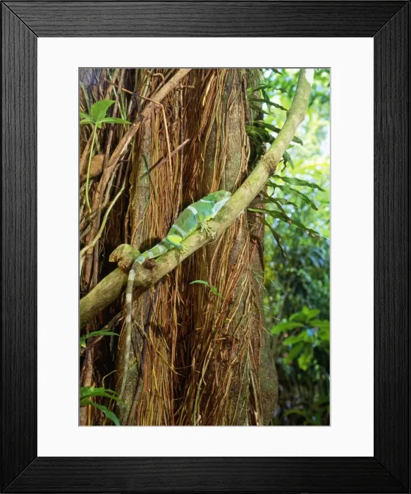 Framed Print : Fiji Crested Iguana - male - Endemic to Fiji - Endangered Framed Print : Fiji Crested Iguana - male - Endemic to Fiji - Endangered