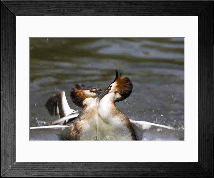 Framed Print : Great Crested Grebe - two male's fighting using their wings and bills - March. Norfolk - U. K Framed Print : Great Crested Grebe - two male's fighting using their wings and bills - March. Norfolk - U. K