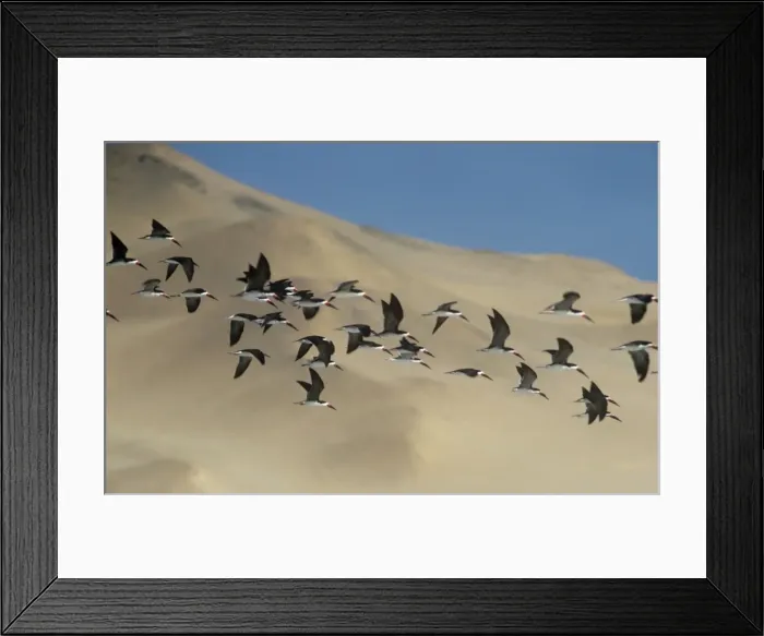Framed Print : Black Skimmer - flock in flight above the sand dunes of Peru Framed Print : Black Skimmer - flock in flight above the sand dunes of Peru