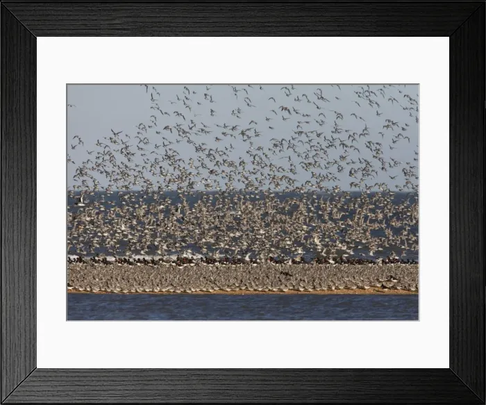 Framed Print : Knot. CK-4494. Knot. Calidris canutus. Chris Knights Framed Print : Knot. CK-4494. Knot. Calidris canutus. Chris Knights