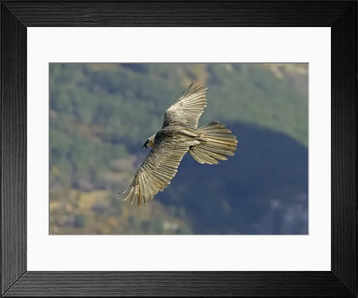 Framed Print : Lammergeier - Flying over valley showing their beard and large tail - November - Pyrenees - Spain Framed Print : Lammergeier - Flying over valley showing their beard and large tail - November - Pyrenees - Spain