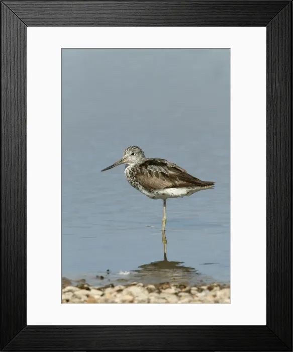 Framed Print : Greenshank - standing on one leg at waters edge relaxing, August. North Norfolk, U. K
