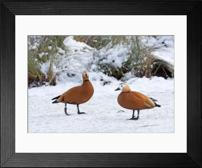 Framed Print : Ruddy Shelduck - Pair of adult birds resting on the surface of a snow covered, frozen lake Framed Print : Ruddy Shelduck - Pair of adult birds resting on the surface of a snow covered, frozen lake
