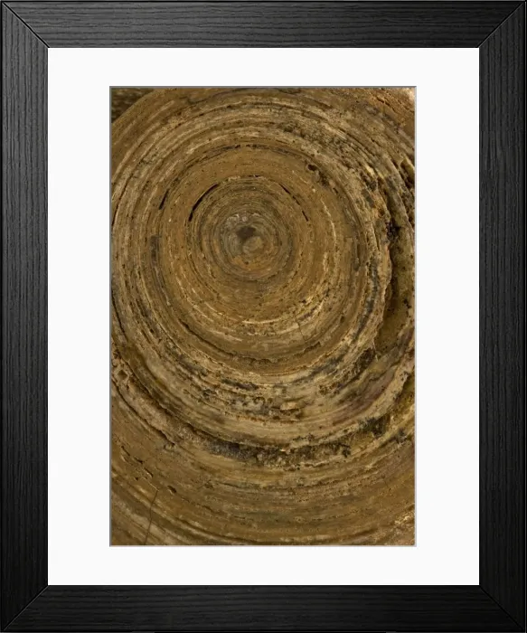 Framed Print : Permian Stramatolite - Wave Hill Northern Territory - Australia - monn moontajenni formation Framed Print : Permian Stramatolite - Wave Hill Northern Territory - Australia - monn moontajenni formation