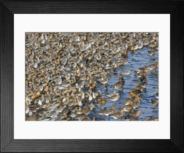 Framed Print : Knot - Tight flock with Black-tailed Godwits - September - Snettisham - Norfolk - UK Framed Print : Knot - Tight flock with Black-tailed Godwits - September - Snettisham - Norfolk - UK