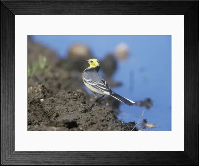 Framed Print : Citrine Wagtail - male in non-breeding plumage Framed Print : Citrine Wagtail - male in non-breeding plumage