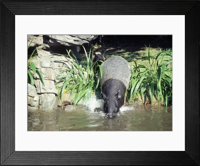 Framed Print : Malayan / Asian Tapir - with young - entering water Framed Print : Malayan / Asian Tapir - with young - entering water