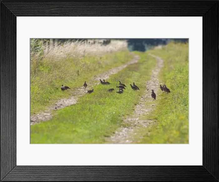 Framed Print : Grey Partridge - covey feeding on insects and seed heads Breckland track, August. Gooderstone, Norfolk, U. K Framed Print : Grey Partridge - covey feeding on insects and seed heads Breckland track, August. Gooderstone, Norfolk, U. K