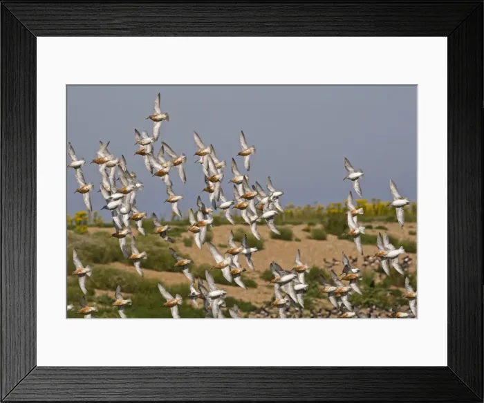 Framed Print : Knot - Flying some in Summer plumage - The wash Snettisham Norfolk UK Framed Print : Knot - Flying some in Summer plumage - The wash Snettisham Norfolk UK