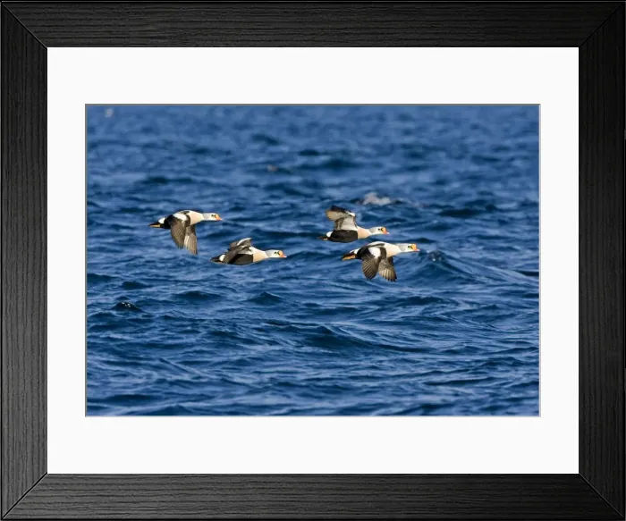 Framed Print : King Eider - Drakes flying over the sea - March - Varanger Fjord - Norway Framed Print : King Eider - Drakes flying over the sea - March - Varanger Fjord - Norway