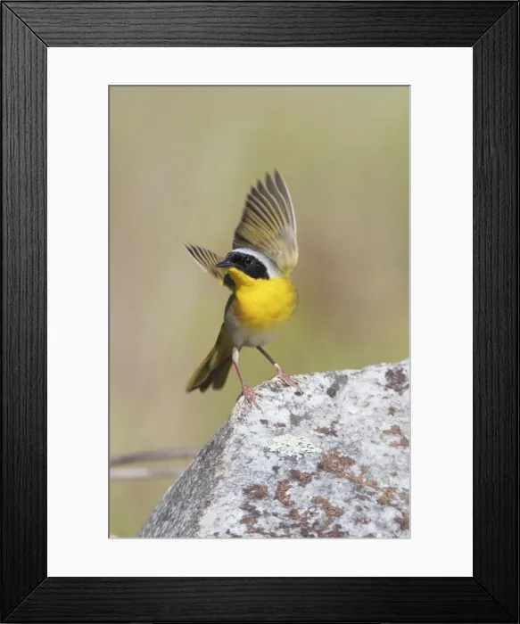 Framed Print : Common Yellowthroat - with open wings - CT - USA - May Framed Print : Common Yellowthroat - with open wings - CT - USA - May