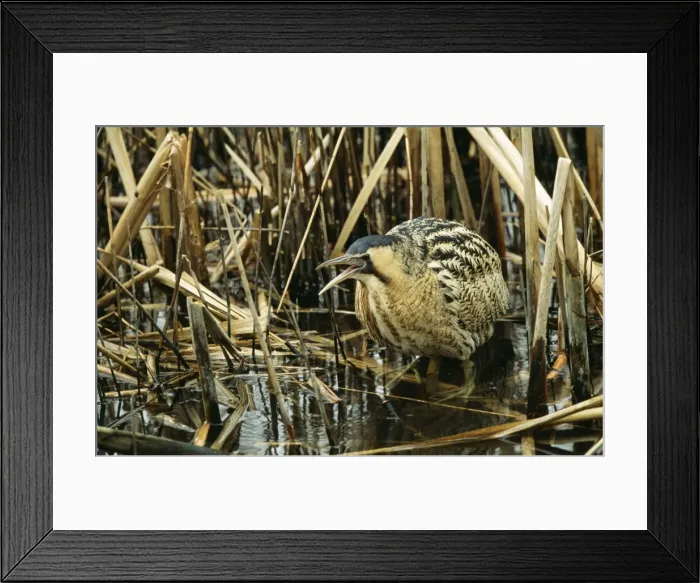 Framed Print : Bittern Calling, in reeds Framed Print : Bittern Calling, in reeds