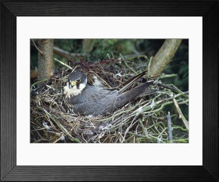 Framed Print : Hobby - at nest Framed Print : Hobby - at nest