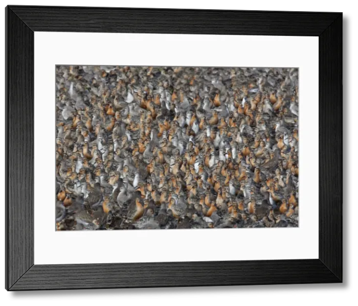 Framed Print : CK-4490. CK-4491. Knot - Tight pack showing Summer and Juvenile plumage Framed Print : CK-4490. CK-4491. Knot - Tight pack showing Summer and Juvenile plumage