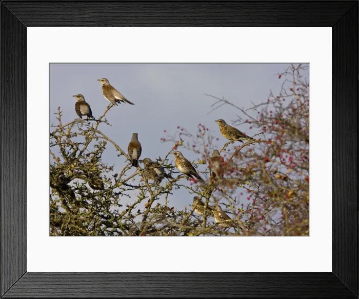Framed Print : Fieldfare - group perched and on alert in Hawthorn bush. Breckland Norfolk UK