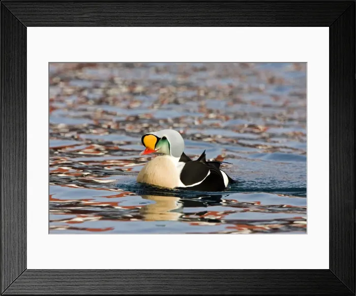 Framed Print : King Eider - Swimming with ripples on water - April, Varanger - Fjord - Norway Framed Print : King Eider - Swimming with ripples on water - April, Varanger - Fjord - Norway