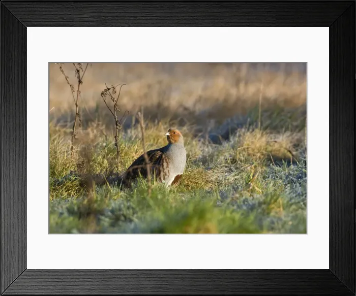 Framed Print : Grey Partridge - male on rough grassland frost, early morning, February. Narborough, Norfolk, U. K Framed Print : Grey Partridge - male on rough grassland frost, early morning, February. Narborough, Norfolk, U. K