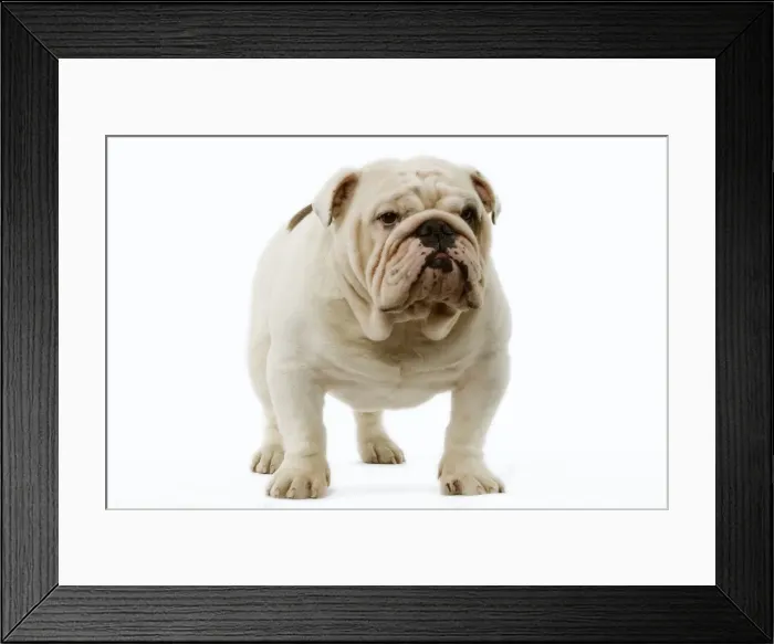Framed Print : Dog - English Bulldog Framed Print : Dog - English Bulldog