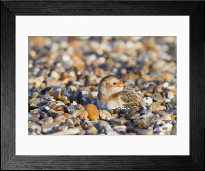 Framed Print : Snow Bunting - Single adult female in winter plumage on a shingle beach sheltering from the wind. Norfolk, UK