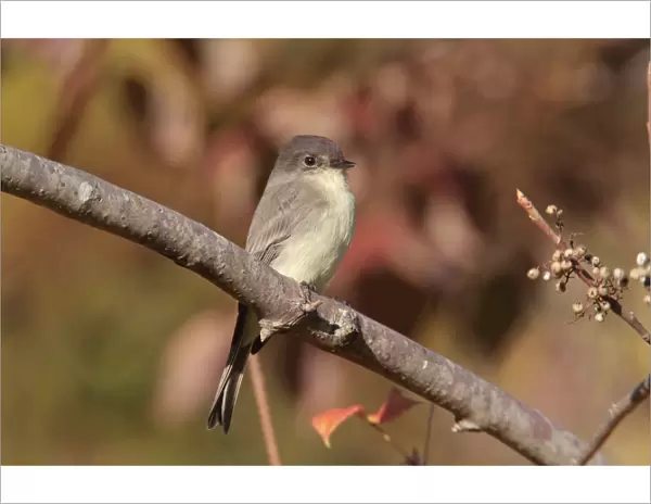 Eastern Phoebe. Connecticut