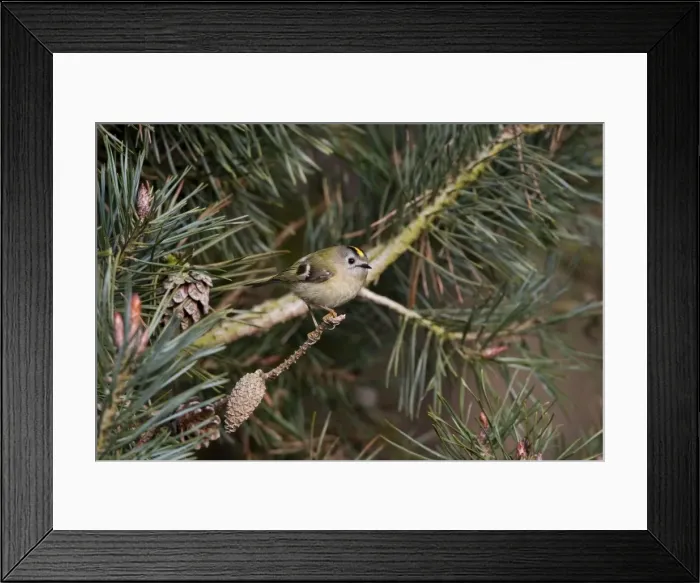 Framed Print : Goldcrest -perched in Scots Pine - April - Breckland - Norfolk - U. K Framed Print : Goldcrest -perched in Scots Pine - April - Breckland - Norfolk - U. K