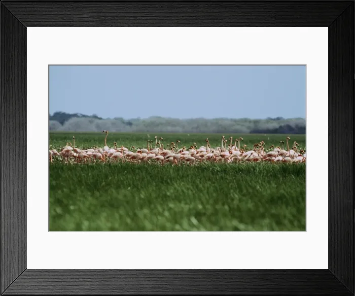 Framed Print : Caribbean flamingo - feeding in seasonal swap - Venezuela Framed Print : Caribbean flamingo - feeding in seasonal swap - Venezuela