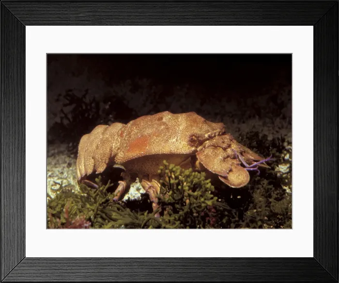Framed Print : Sea Cicada - Cigale de Mer Framed Print : Sea Cicada - Cigale de Mer