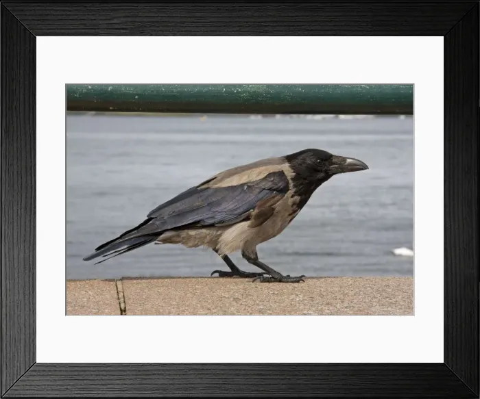 Framed Print : Hooded Crow - Single adult perching on sea wall. Oban, Scotland, UK Framed Print : Hooded Crow - Single adult perching on sea wall. Oban, Scotland, UK