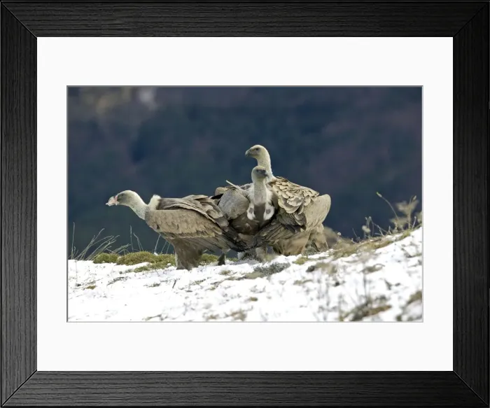 Framed Print : Griffon Vulture - perched on a ledge - November - Pyrenees - Spain Framed Print : Griffon Vulture - perched on a ledge - November - Pyrenees - Spain