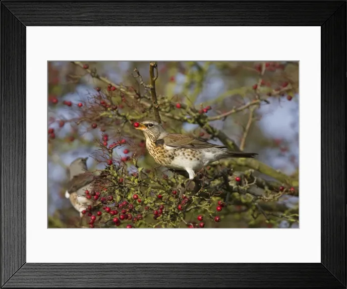 Framed Print : Fieldfare - with food in beak on Hawthorn bush Framed Print : Fieldfare - with food in beak on Hawthorn bush