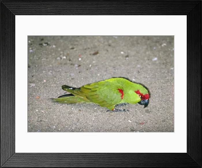 Framed Print : Thick-billed Parrot Framed Print : Thick-billed Parrot