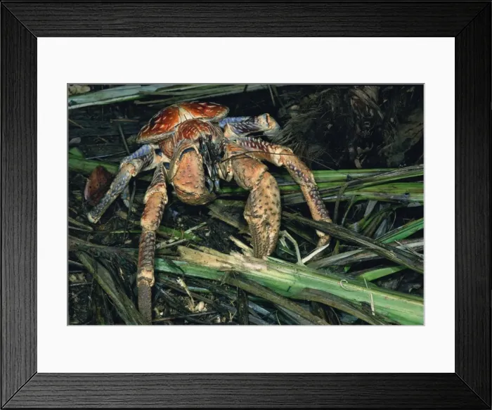 Framed Print : Coconut Crab - feeding on Arenga palm frond fibers Framed Print : Coconut Crab - feeding on Arenga palm frond fibers