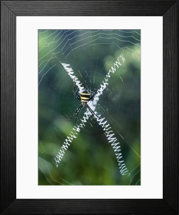 Framed Print : Orb-web Spider New Caledonia