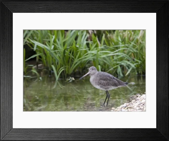 Framed Print : Black-tailed Godwit. Single adult in winter plumage wading at edge of pool. England, UK Framed Print : Black-tailed Godwit. Single adult in winter plumage wading at edge of pool. England, UK