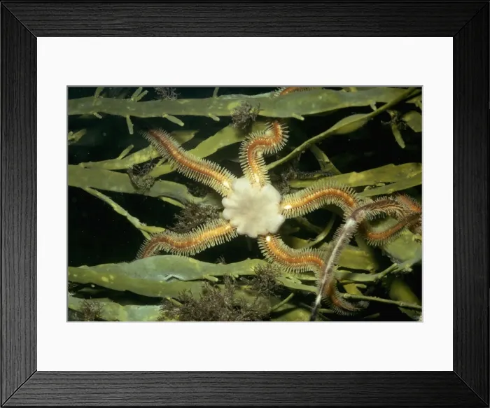 Framed Print : Brittle Star Framed Print : Brittle Star