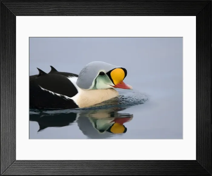 Framed Print : King Eider - Swimming on water with reflection - April - Varanger Fjord - Norway Framed Print : King Eider - Swimming on water with reflection - April - Varanger Fjord - Norway