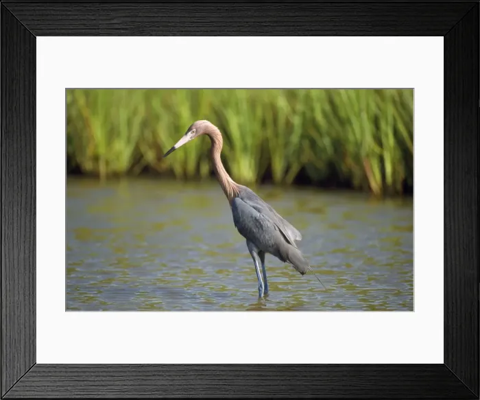 Framed Print : Reddish Egret - Texas USA Framed Print : Reddish Egret - Texas USA