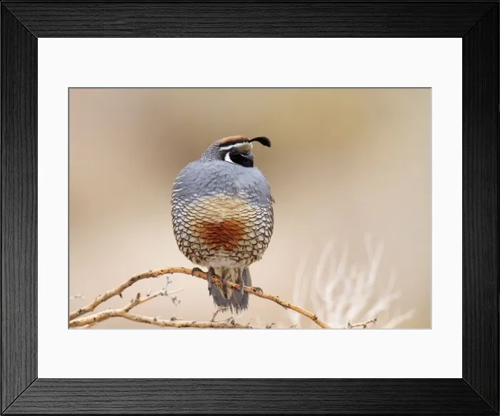 Framed Print : California Quail - Anza Borrego Desert State Park. January in California, USA Framed Print : California Quail - Anza Borrego Desert State Park. January in California, USA