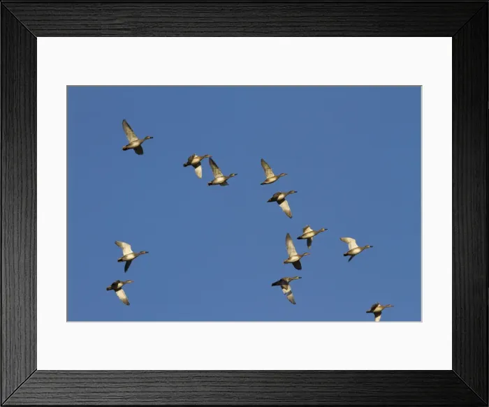 Framed Print : Gadwall - Flock of birds in flight. England, UK Framed Print : Gadwall - Flock of birds in flight. England, UK