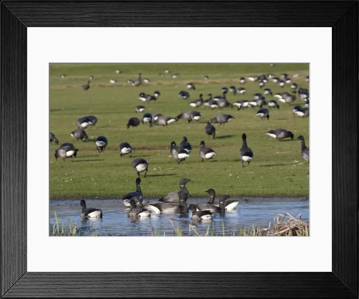 Framed Print : Brent Geese - grazing in field - Devon - Engalnd - UK Framed Print : Brent Geese - grazing in field - Devon - Engalnd - UK
