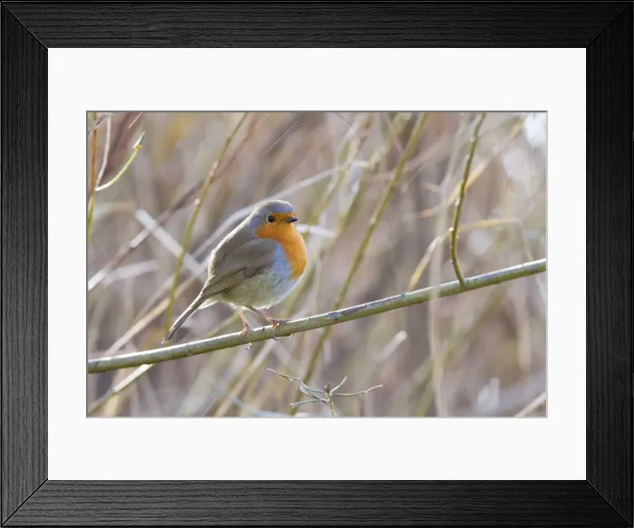 Framed Print : Robin - Single adult robin perching on a branch with rain drops. England, UK Framed Print : Robin - Single adult robin perching on a branch with rain drops. England, UK