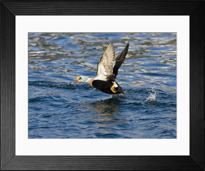 Framed Print : King Eider - Drake taking off from water - April - Varanger Fjord - Norway Framed Print : King Eider - Drake taking off from water - April - Varanger Fjord - Norway
