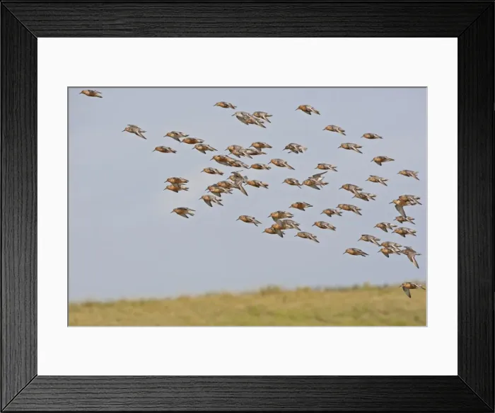 Framed Print : Knot - Small flock landing in Summer plumage - July - Snettisham - Norfolk - UK Framed Print : Knot - Small flock landing in Summer plumage - July - Snettisham - Norfolk - UK