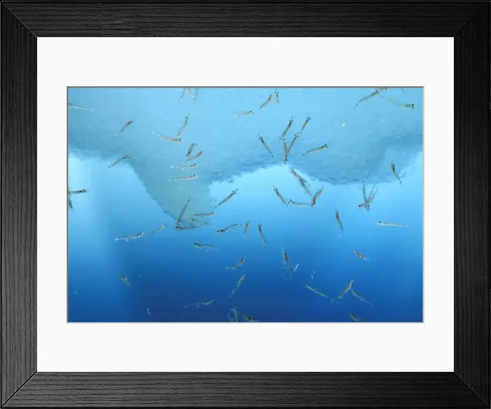 Framed Print : Antarctic Krill JPF33830 Framed Print : Antarctic Krill JPF33830