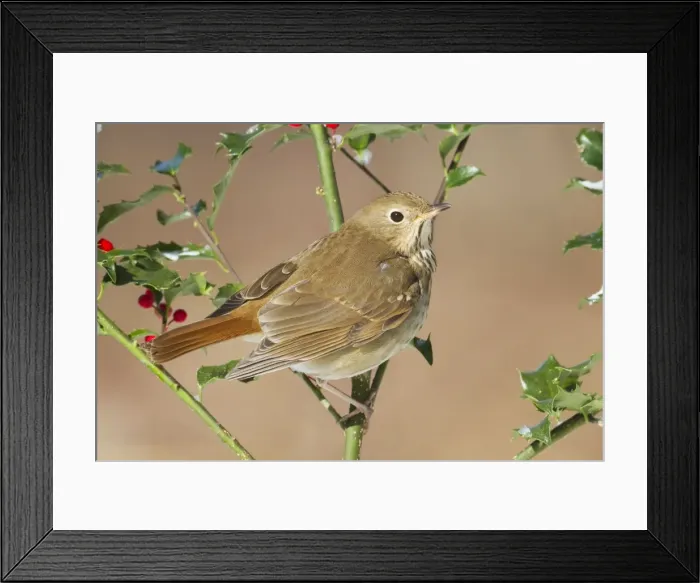 Framed Print : Hermit Thrush - on holly in winter. January in Connecticut, USA