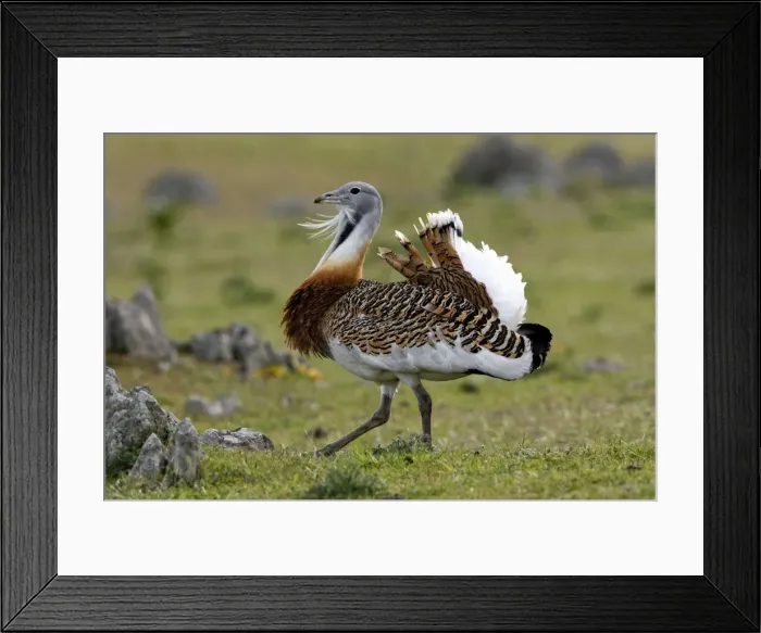 Framed Print : Great Bustard - male walking across open steppe. Extremadura Spain Framed Print : Great Bustard - male walking across open steppe. Extremadura Spain