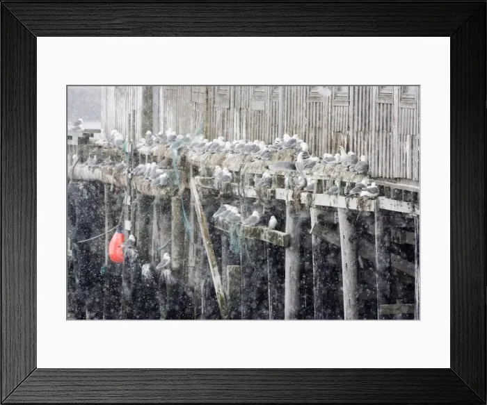 Framed Print : Kittiwake - Nesting on edge of old fishing huts in the harbour - April - Vardo - Varanger Fjord - Norway