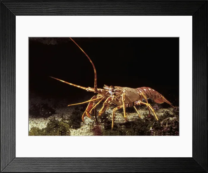 Framed Print : Lobster. LA-3716. Lobster. Jean Michel Labat Framed Print : Lobster. LA-3716. Lobster. Jean Michel Labat